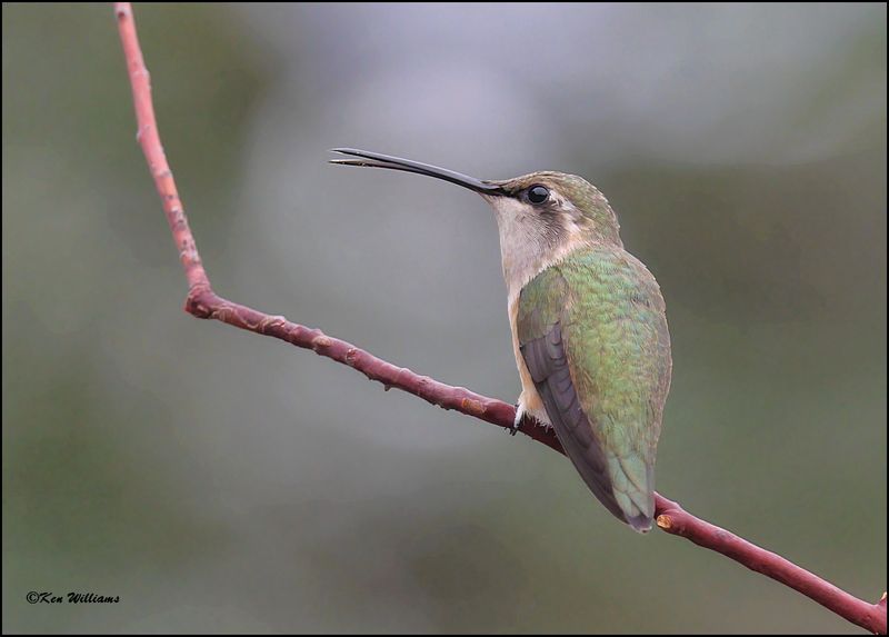 Lucifer Hummingbird female, Ash Canyon, AZ, 9-1-2023_0837Dz.jpg