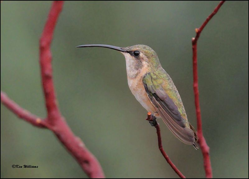 Lucifer Hummingbird female, Ash Canyon, AZ, 9-1-2023_9290Dz.jpg