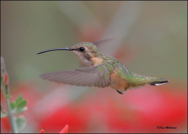 Lucifer Hummingbird female, Ash Canyon, AZ, 9-1-2023_9369Dz.jpg