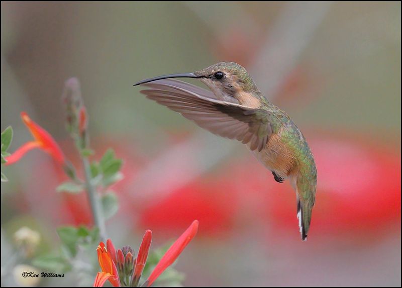 Lucifer Hummingbird female, Ash Canyon, AZ, 9-1-2023_9370Dz.jpg