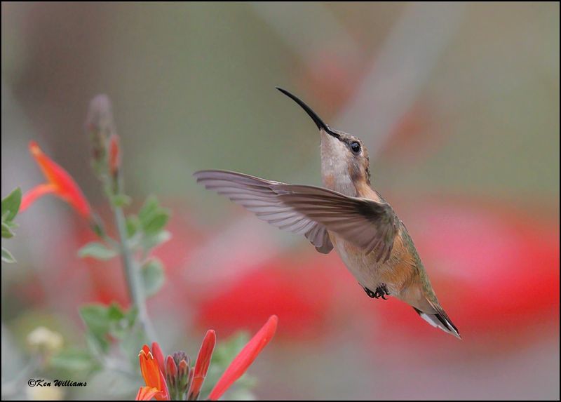 Lucifer Hummingbird female, Ash Canyon, AZ, 9-1-2023_9372Dz.jpg