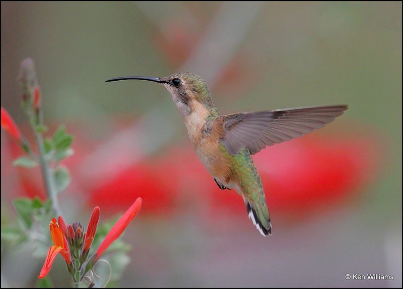 Lucifer Hummingbird female, Ash Canyon, AZ, 9-1-2023_9378Dz.jpg