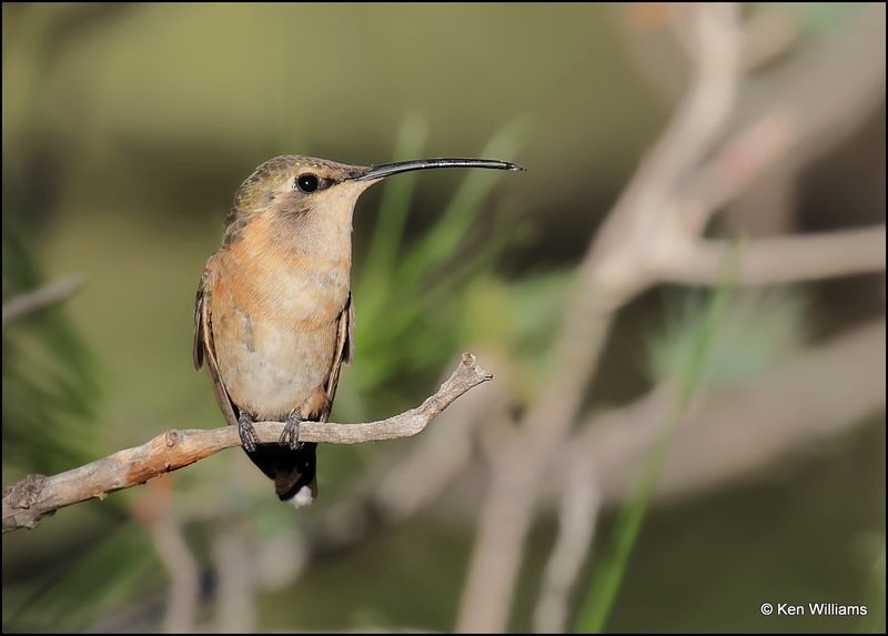 Lucifer Hummingbird female, Paradise, AZ, 8-29-2023_4245Dz.jpg