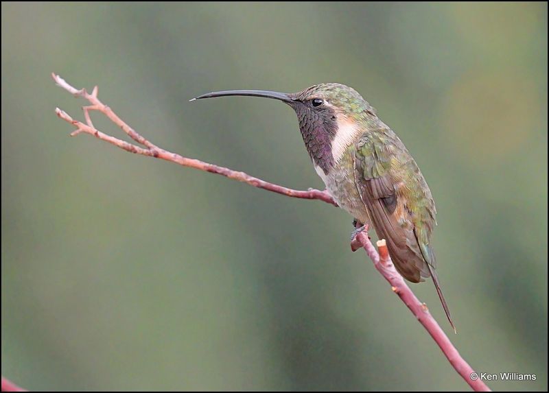 Lucifer Hummingbird male, Ash Canyon, AZ, 9-1-2023_0135Dz.jpg