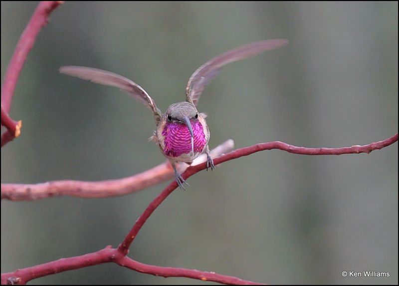 Lucifer Hummingbird male, Ash Canyon, AZ, 9-1-2023_0148Dz.jpg