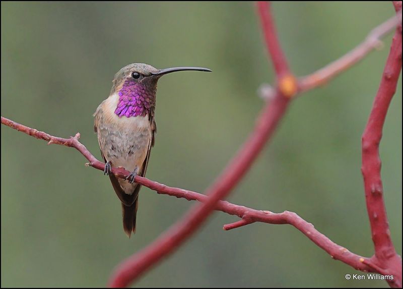 Lucifer Hummingbird male, Ash Canyon, AZ, 9-1-2023_0924Dz.jpg