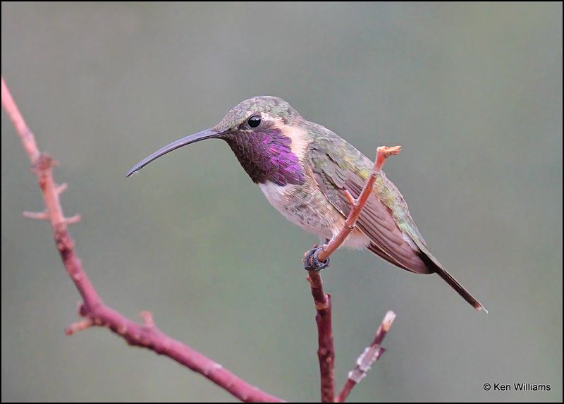 Lucifer Hummingbird male, Ash Canyon, AZ, 9-1-2023_9141Dz.jpg