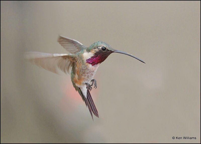 Lucifer Hummingbird male, Ash Canyon, AZ, 9-1-2023_9351Dz.jpg