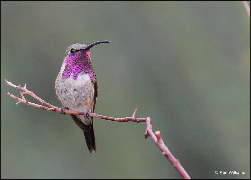 Lucifer Hummingbird male, Ash Canyon, AZ, 9-1-2023_9438Dz.jpg