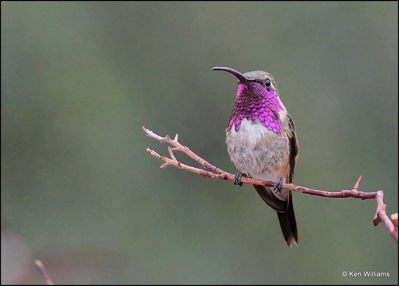 Lucifer Hummingbird male, Ash Canyon, AZ, 9-1-2023_9464Dz.jpg