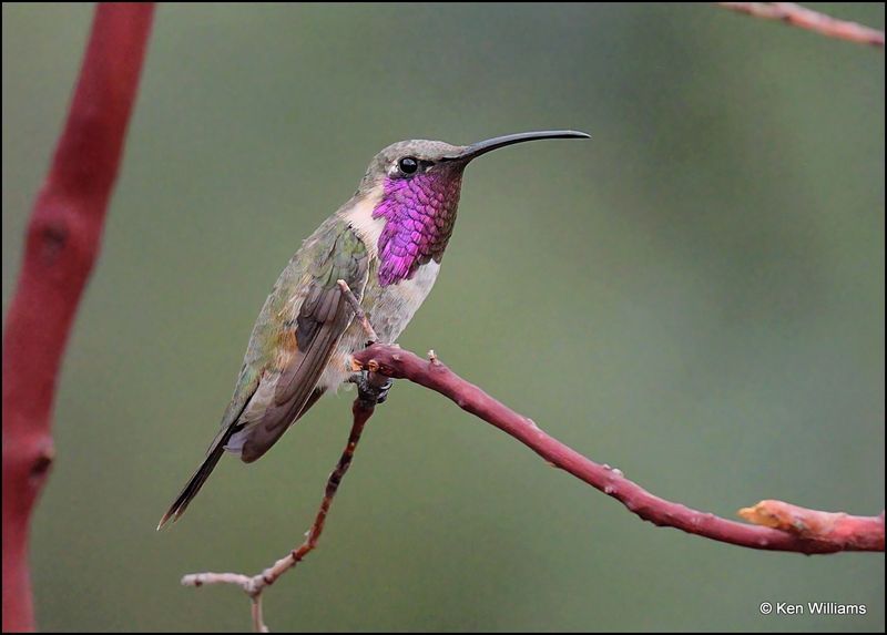 Lucifer Hummingbird male, Ash Canyon, AZ, 9-1-2023_9840Dz.jpg