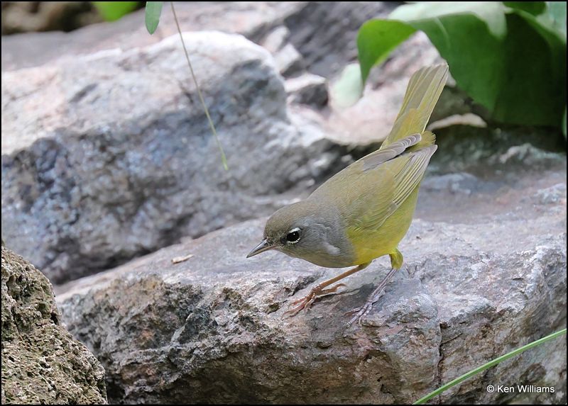 MacGillivray's Warbler, Patagonia, AZ, 9-2-2023_2113Dz.jpg