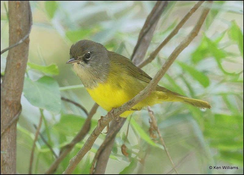 MacGillivray's Warbler, Patagonia, AZ, 9-2-2023_2185Dz.jpg