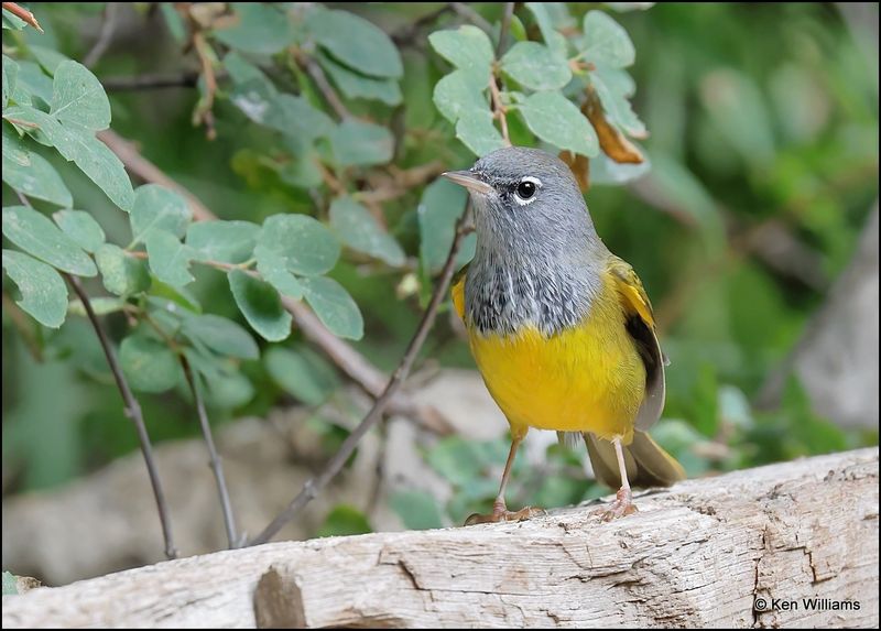 MacGillivray's Warbler, Sandia Peak, NM, 8-25-2023_4333Dz.jpg
