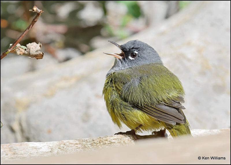 MacGillivray's Warbler, Sandia Peak, NM, 8-25-2023_4678Dz.jpg