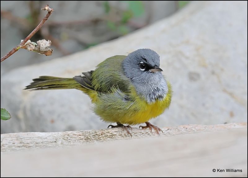 MacGillivray's Warbler, Sandia Peak, NM, 8-25-2023_4775Dz.jpg