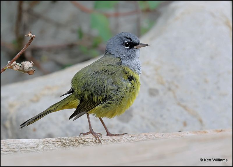 MacGillivray's Warbler, Sandia Peak, NM, 8-25-2023_4783Dz.jpg