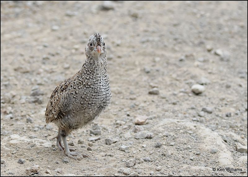 Montezuma Quail chick, Barfoot Park, AZ, 8-28-2023_2115Dz.jpg