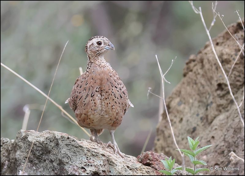 Montezuma Quail female, Barfoot Park, AZ, 8-28-2023_2007Dz.jpg