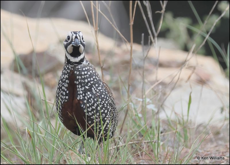 Montezuma Quail male, Barfoot Park, AZ, 8-28-2023_1980Dz.jpg