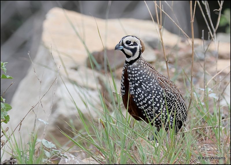 Montezuma Quail male, Barfoot Park, AZ, 8-28-2023_2061Dz.jpg