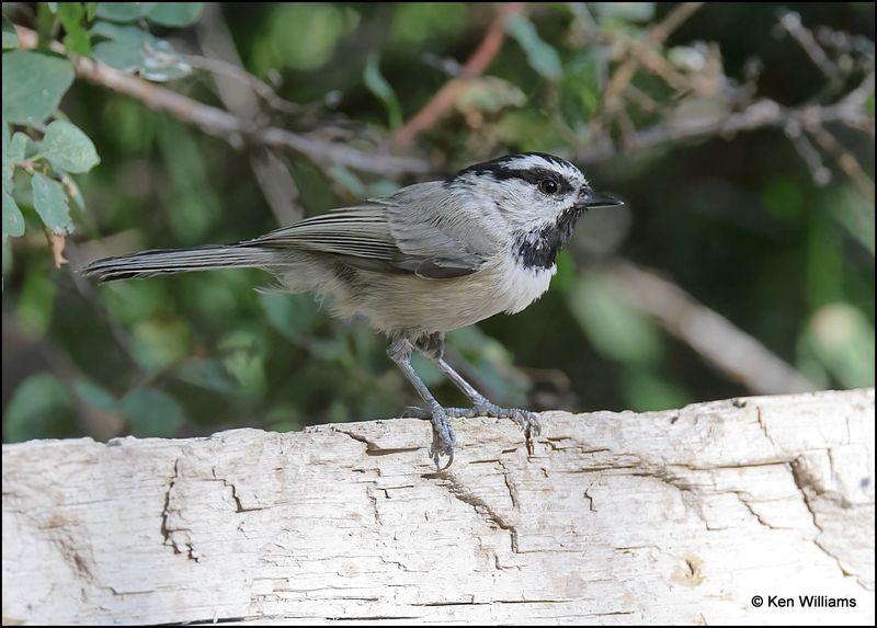 Mountain Chickadee, Capulin Spring, Sandia Mts, NM, 9-8-2023_4033Dz.jpg