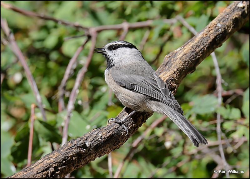 Mountain Chickadee, Capulin Spring, Sandia Mts, NM, 9-8-2023_4348Dz.jpg