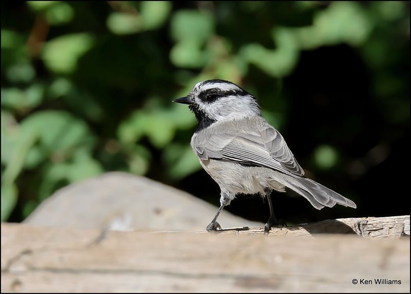 Mountain Chickadee, Capulin Spring, Sandia Mts, NM, 9-8-2023_4365Dz.jpg