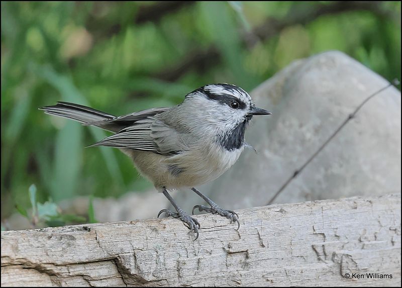 Mountain Chickadee, Sandia Peak, NM, 8-25-2023__3503Dz.jpg