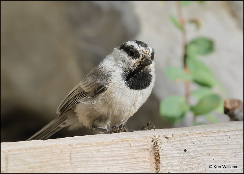 Mountain Chickadee, Sandia Peak, NM, 8-25-2023__3763Dz.jpg