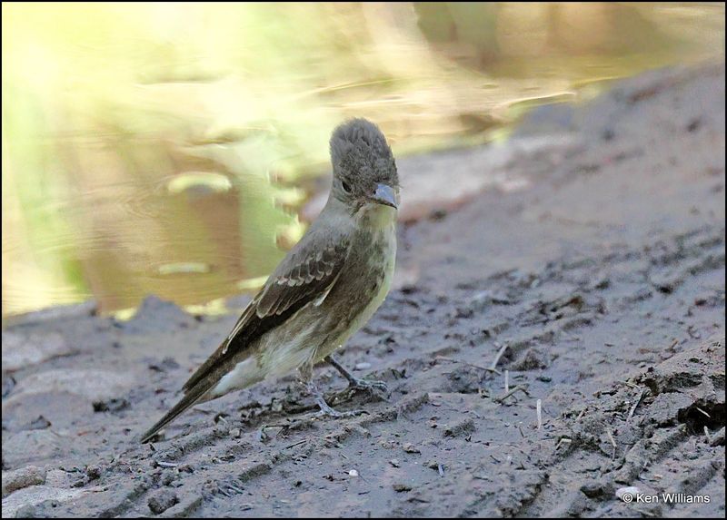 Olive-sided Flycatcher, Barfoot Park, AZ, 8-30-2023_6396Dz.jpg