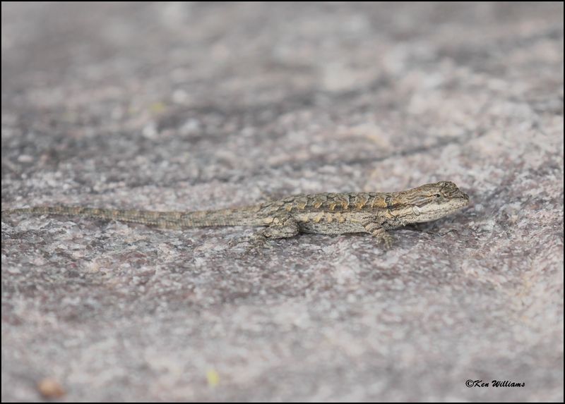 Ornate tree lizard, Beatty's, Miller Canyon, AZ, 8-31-2023_8817Dz.jpg