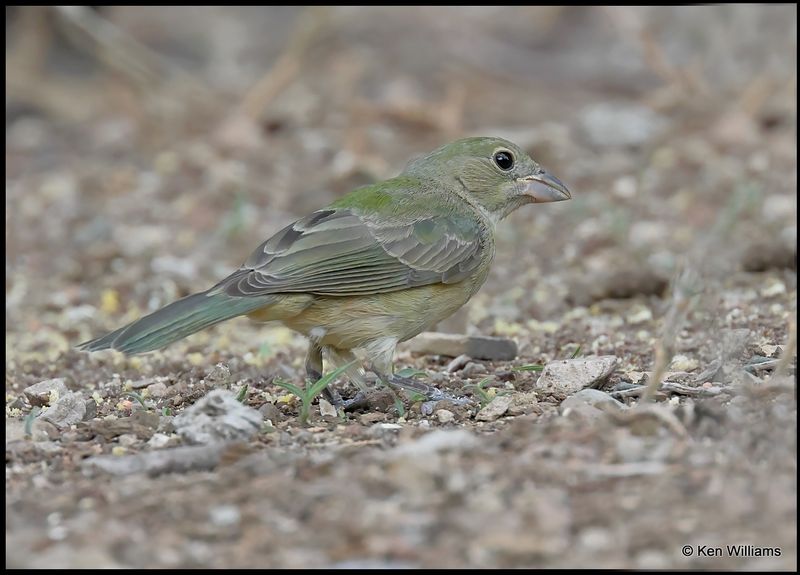 Painted Bunting female, Pardise, AZ, 8-27-2023_8017Dz.jpg