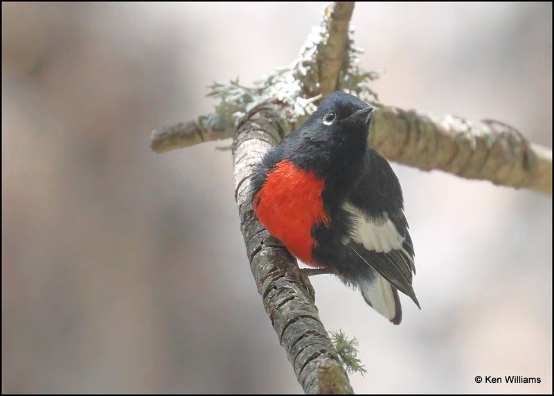 Painted Redstart, Barfoot Park, AZ, 8-28-2023_0073Dz.jpg