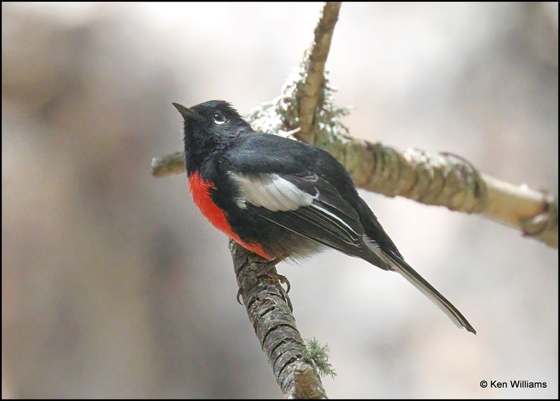 Painted Redstart, Barfoot Park, AZ, 8-28-2023_0085Dz.jpg
