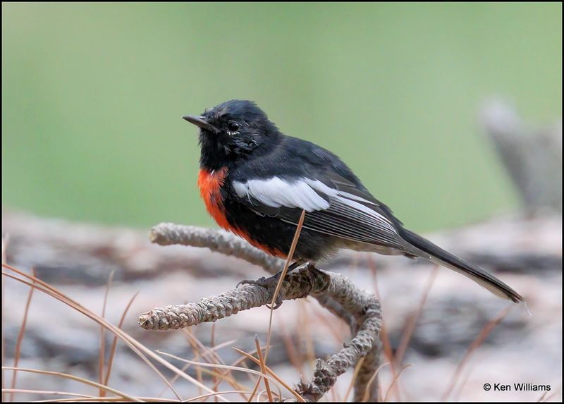 Painted Redstart, Barfoot Park, AZ, 8-28-2023_0190Dz.jpg