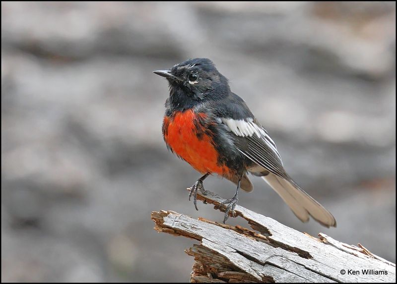 Painted Redstart, Barfoot Park, AZ, 8-28-2023_0280Dz.jpg