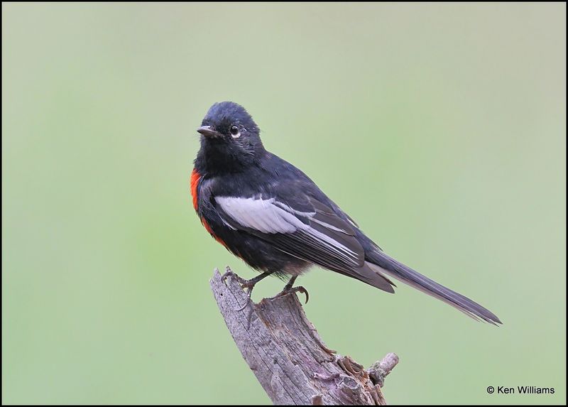 Painted Redstart, Barfoot Park, AZ, 8-28-2023_0314Dz.jpg