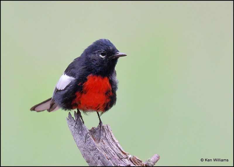 Painted Redstart, Barfoot Park, AZ, 8-28-2023_0317Dz.jpg