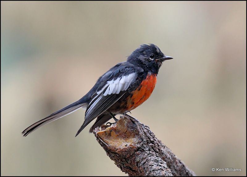 Painted Redstart, Barfoot Park, AZ, 8-28-2023_0509Dz.jpg