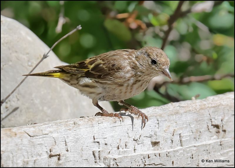 Pine Siskin, Sandia Peak, NM, 8-25-2023_5238Dz.jpg