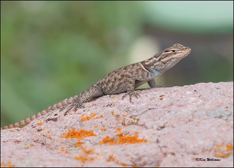 Plateau Fence Lizard, Portal, AZ, 8-26-2023_5470Dz.jpg