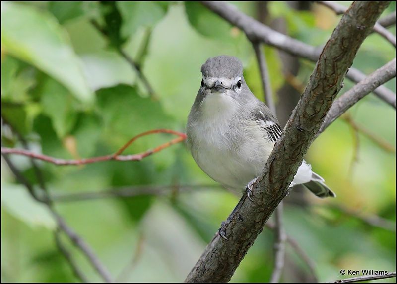 Plumbeous Vireo, Sandia Peak, NM, 8-25-2023_4362Dz.jpg