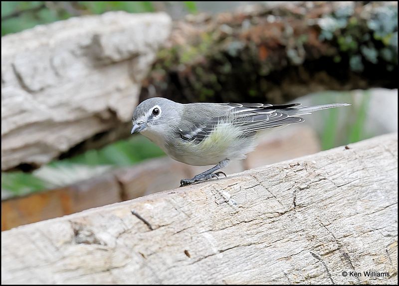 Plumbeous Vireo, Sandia Peak, NM, 8-25-2023_4388Dz.jpg
