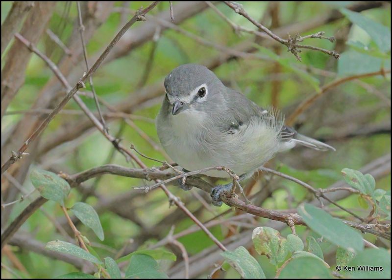 Plumbeous Vireo, Sandia Peak, NM, 8-25-2023_4446Dz.jpg
