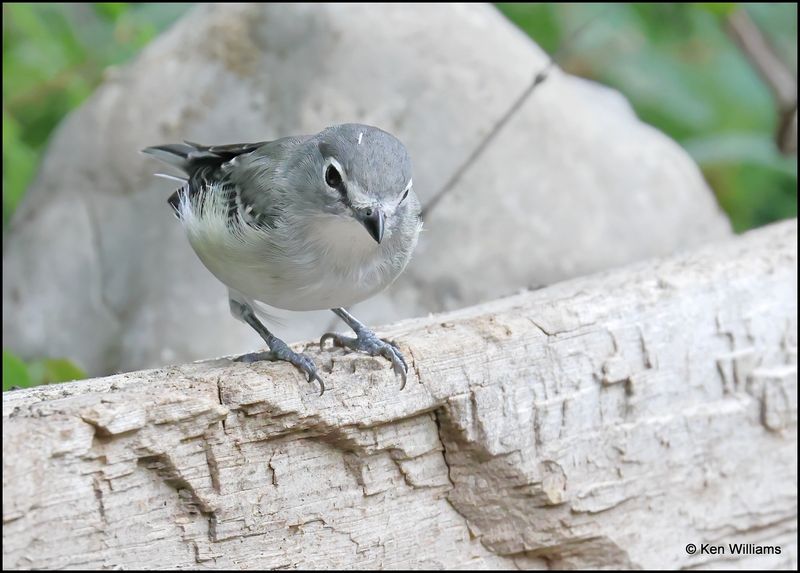 Plumbeous Vireo, Sandia Peak, NM, 8-25-2023_4485Dz.jpg