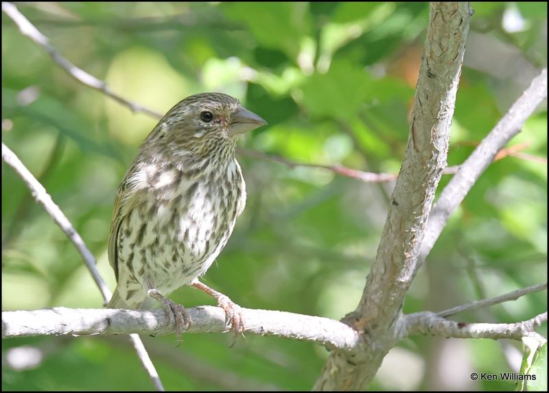 Purple Finch female, Capulin Spring, Sandia Mts, NM, 9-8-2023_3908Dz.jpg