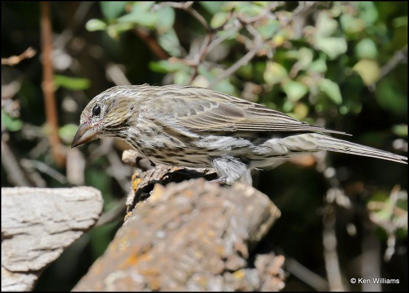 Purple Finch