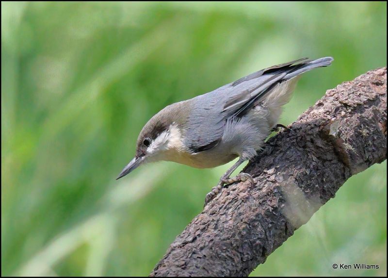 Pygmy Nuthatch, Barfoot Park, AZ, 8-30-2023_5451Dz.jpg