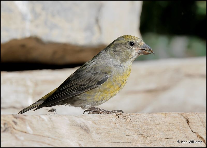 Red Crossbill female, Capulin Spring, Sandia Mts, NM, 9-8-2023_3948Dz.jpg